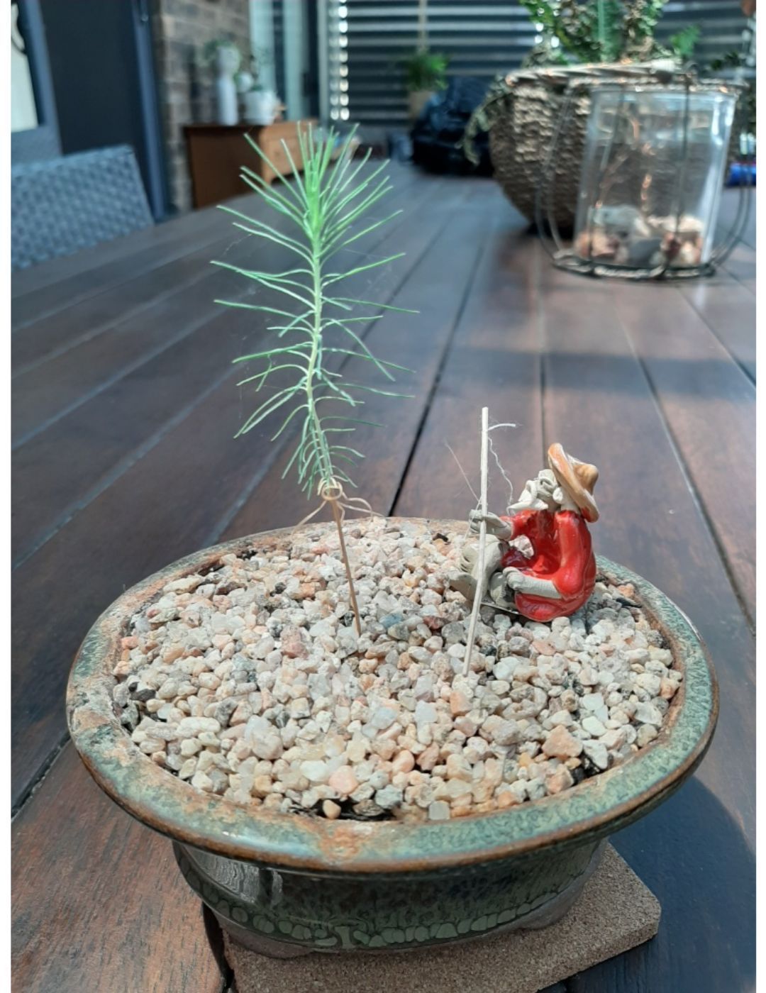 Mr Fothergills: Bonsai Starter Kit - Pine