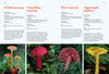 Fungi Of Aotearoa By Liv Sisson