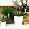 Mini Plant Pot Gnomes - Nudie Rudies