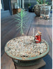 Mr Fothergills: Bonsai Starter Kit - Pine