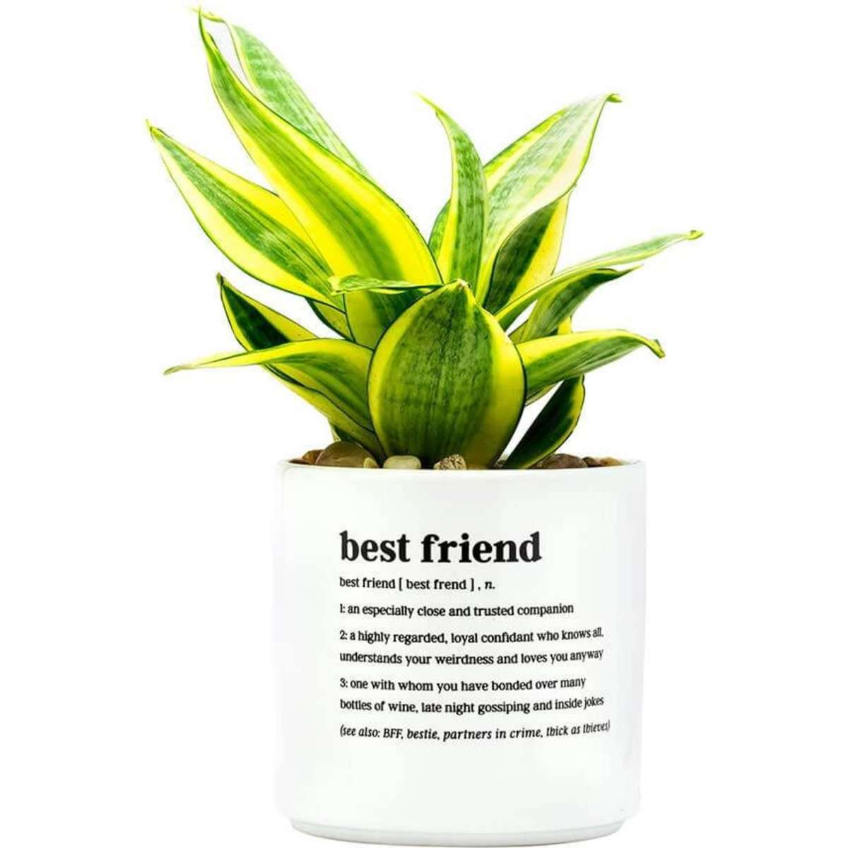 Defined: Medium Planter - Best Friend