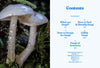 Fungi Of Aotearoa By Liv Sisson
