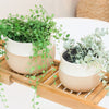 Splosh: Home Sweet Home Planters (Set of 2)